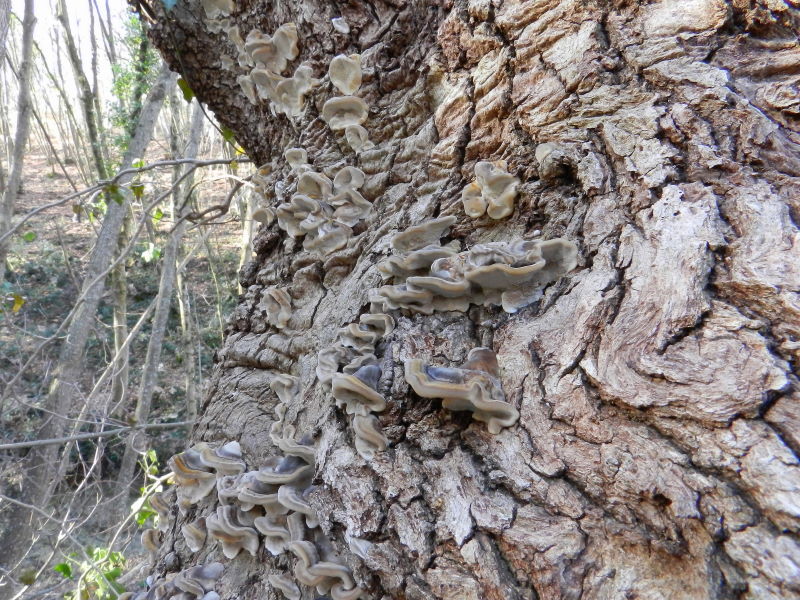 Bottoni ?? (Trametes versicolor)